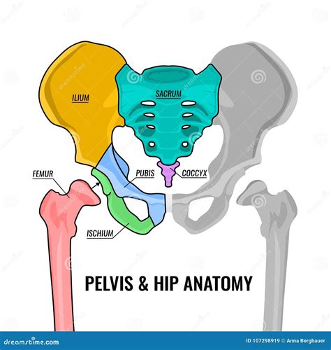 Esquema De La Anatomía De La Pelvis Ilustración Del Vector