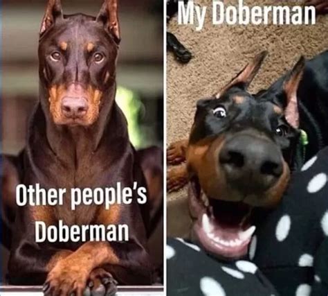 15 Funny Doberman Pinscher Memes To Make Your Day