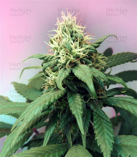 Lemon Og Kush Feminized Seeds For Sale Herbies