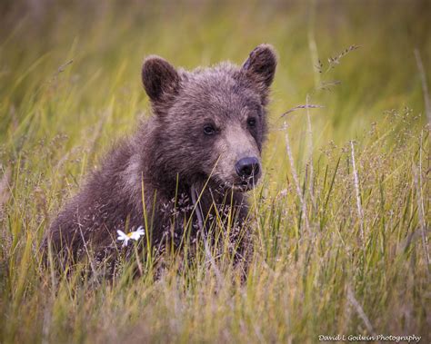 More Cute Cubs Photographing Grizzly Bears Part 7 David L Godwin