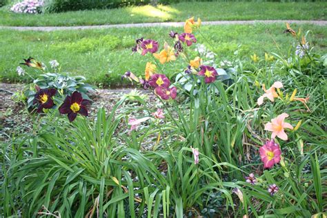 Die stadt ist die fünftgrößte des bundesstaates und liegt in der piedmont triad region. Winston Salem summer flowers | Summer flowers, Photo, Flowers