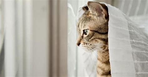 Как отучить кошку лазить по шторам