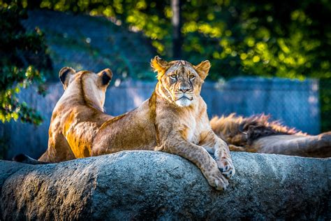 Lionesse Lion Predator Wild Animal 4k Hd Animals 4k Wallpapers