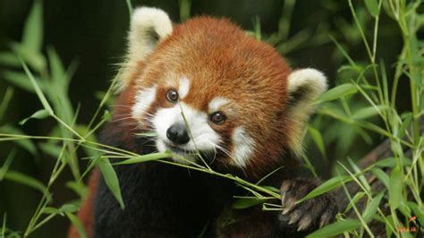 40 Interesting Red Pandas Facts Serious Facts