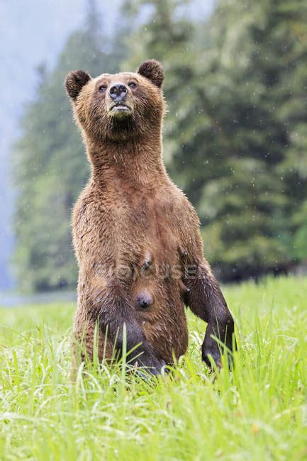 Female Grizzly Standing Upright At Khutzeymateen Grizzly Bear Sanctuary