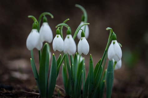 Wallpaper Flowers Nature Green Canon Sony Spring Snowdrops