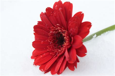 Free Images Blossom Petal Bloom Red Gerbera Floristry Drop Of