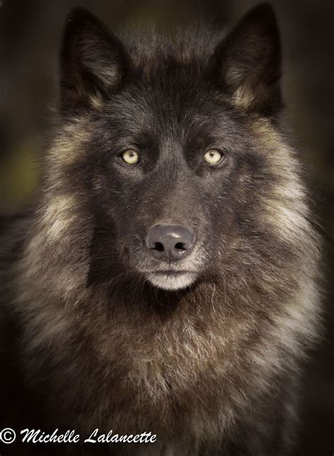 Timber Wolf By Mlala With Images Timber Wolf Wolf Dog Wolf