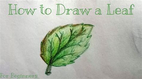 How To Draw And Color A Leaf With Color Pencils For Beginners Youtube