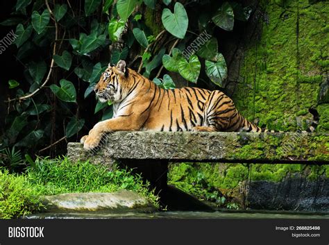 Bengal Tiger Forest Image And Photo Free Trial Bigstock