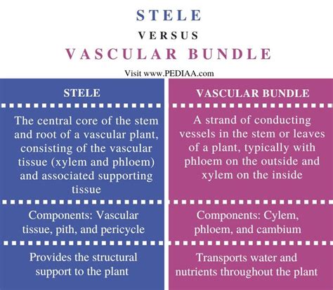 What Is The Difference Between Stele And Vascular Bundle Pediaacom