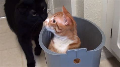 Cats Cole And Marmalade Squeeze Themselves Into Any Place They Can Fit To Get In A Good Sit