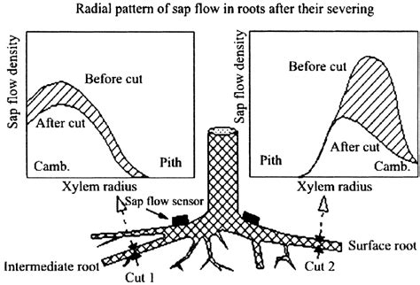 Ficus can be rooted from tip cuttings with rooting hormone. Maple Tree Root System Diagram - Wiring Diagram