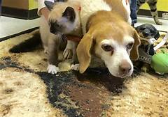 Hawkins County Humane Society Animal Shelter