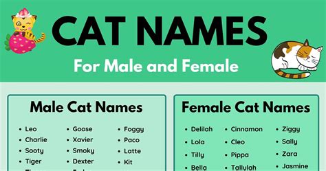 Is your kitty a bit of a cool customer? Cat Names: 70+ Most Popular Male and Female Cat Names • 7ESL