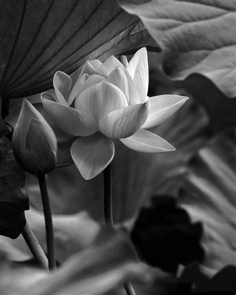 Tìm hiểu nhiều hơn 93 hình ảnh hoa sen trắng đen tuyệt vời nhất Starkid