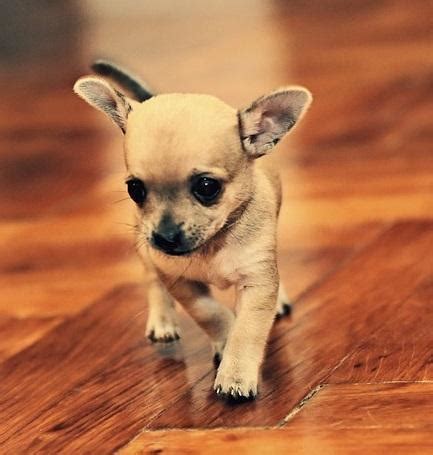 This is one of the most frequent questions veterinarians get from new puppy parents or seasoned dog their grown height and weight will likely be a good determinant of what to expect from your own dog. How much should a Chihuahua weigh - 4 steps - OneHowto