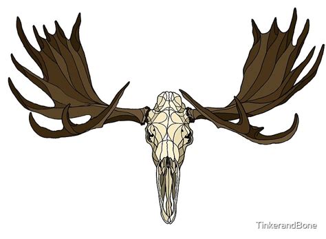 Moose Skull By Tinkerandbone Redbubble
