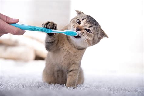 Cat Teeth 5 Facts You Should Know Great Pet Care