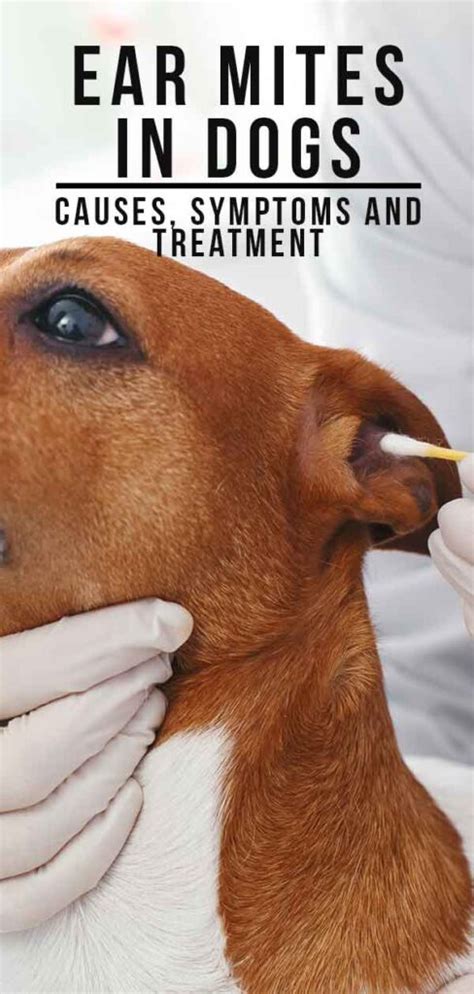Ear Mites In Dogs Causes Symptoms And Treatment