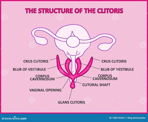 the structure of the vulva the structure of the clitoris female genital organs hymen