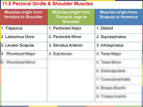 Solution Anatomy Ch11 Muscular System Part 2 Studypool