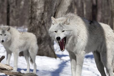 Wolf Growling Stock Photos Pictures And Royalty Free Images Istock