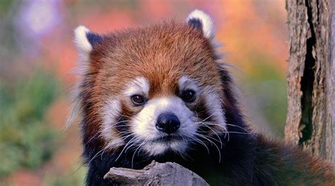 Himalayas Endangered Mammals Habitats Location History Fox Red