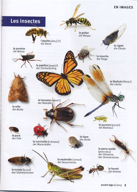 Les Insectes French Education Learn French Animal Life Cycles