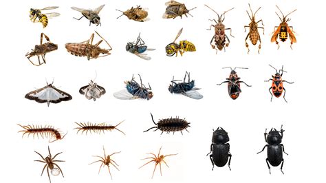 Explainer Bugs Arachnids And Different Arthropods