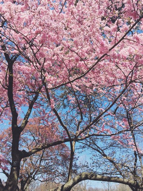 Cherry Blossoms At Brooklyn Botanical Garden Brooklyn Botanical