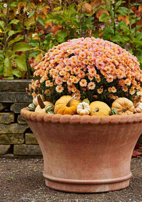 How To Grow Fall Container Plants In Your Garden