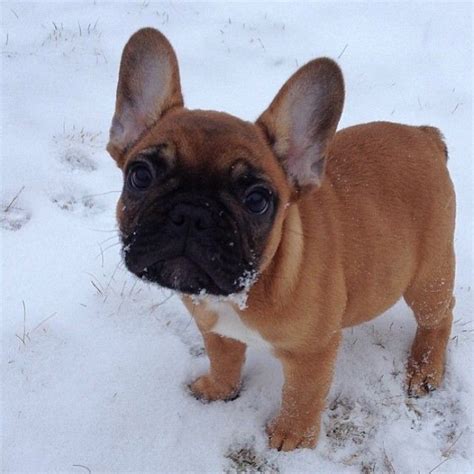 Choose a harness for your french bulldog. Frenchie | French bulldog, Bulldog, French bulldog rescue