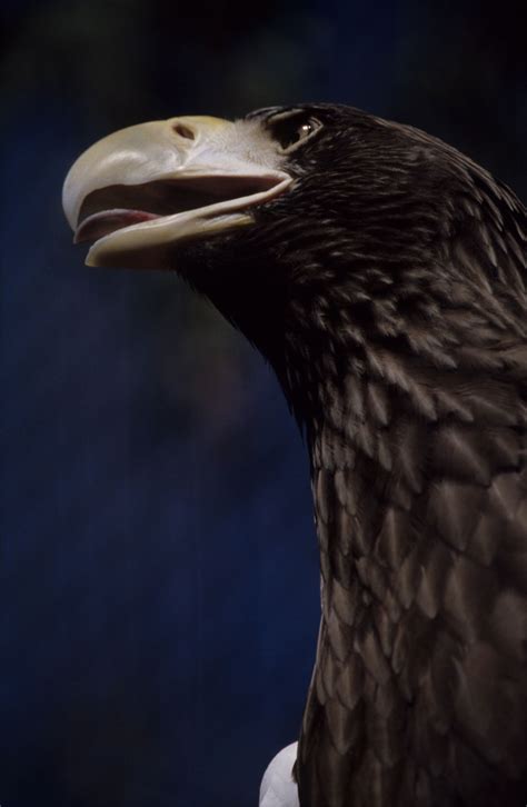 American Eagle Smithsonian Photo Contest Smithsonian Magazine