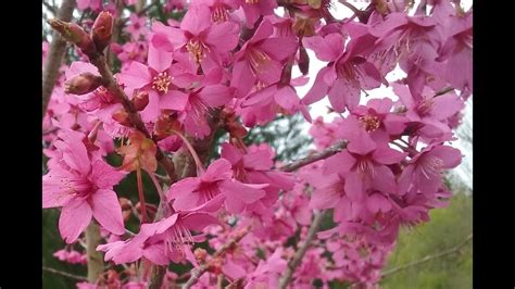 Collingwood ingram siempre estuvo rodeado de ciencia y de amor hacia la naturaleza. Prunus 'Collingwood Ingram' - YouTube