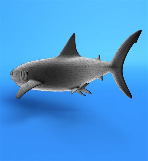 Sea Shark 3d Model 24 Fbx Lwo Obj Free3d