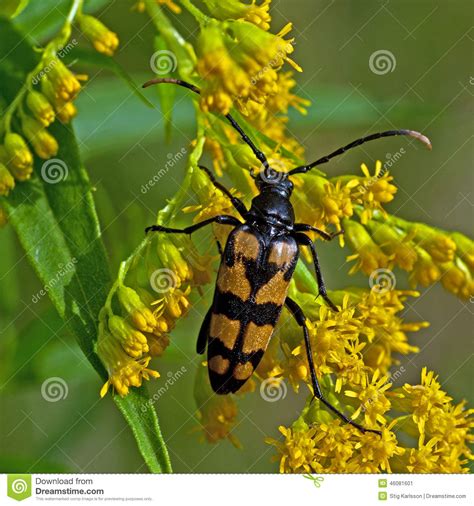 Four Banded Longhorn Beetle Stock Image Image Of Insect