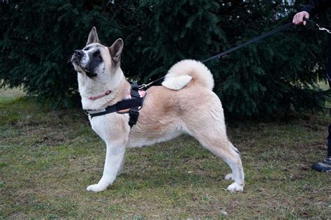 Evie 2 Year Old Female Akita Available For Adoption