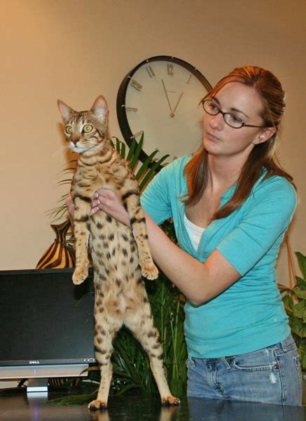 Safe shipping and delivery of our cats/kittens. F4 Queens | F4 savannah cat | Select Exotics