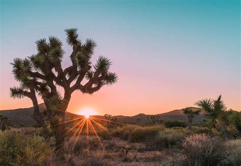 Take A Dazzling Palm Springs To Joshua Tree Fall Trip