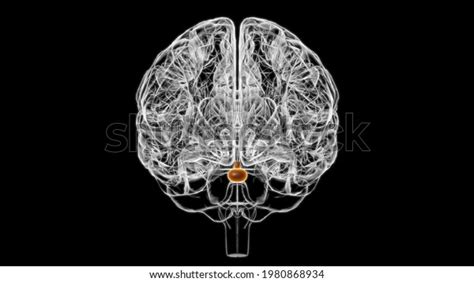 Brain Pituitary Gland Anatomy Medical Concept Stock Illustration