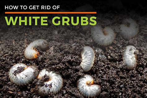 How To Get Rid Of White Grubs In Lawn