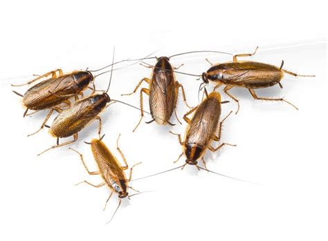 How To Get Rid Of Tiny Cockroaches Pest Phobia