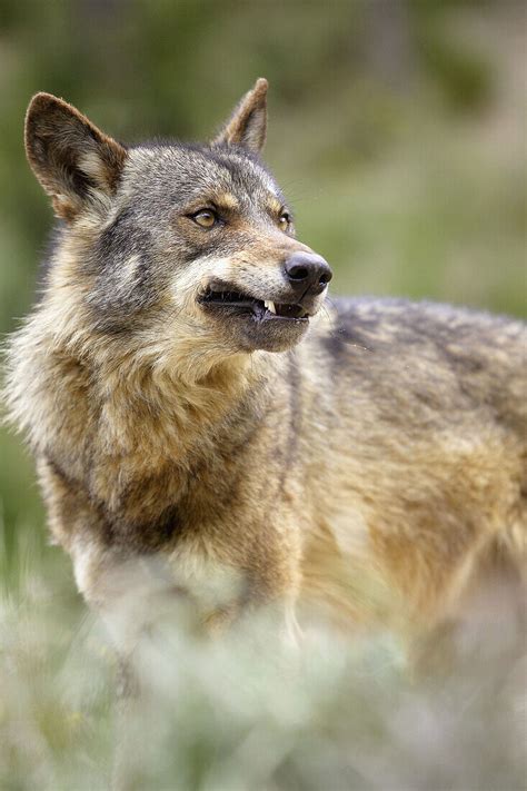 Iberian Wolf Canis Lupus Signatus Bild Kaufen 70243702 Lookphotos