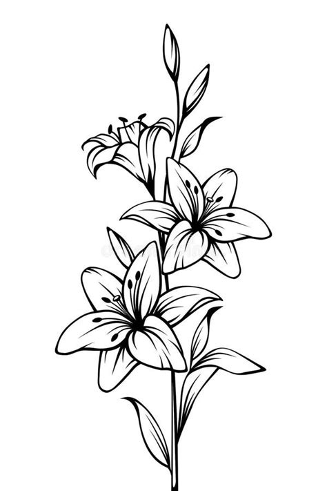 Lily Flowers Vector Black And White Contour Drawing Stock Vector