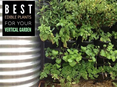 Particularly with urban people where the space for gardening is very limited. Best Edible Plants For Your Vertical Garden