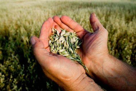 Диета макробиотическая мадонны меню Макробиотическая диета Макробиотическая диета Диета макробиотическая мадонны меню