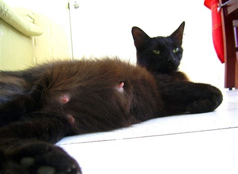 Breast Cancer In Cats Important Facts And Info Catster