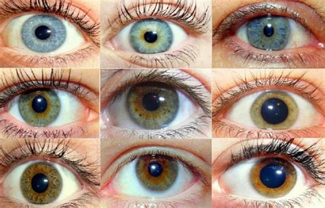 Significado Dos Olhos Descubra O Que Revela A Cor E O Formato Dos Seus