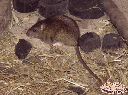 Rodents (rats and mice) are common pests in our area and can be dangerous. কাকস্য পরিবেদনা অধিদপ্তর: Rodent Pest Management